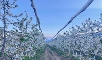 櫻桃花開春意濃 昭覺基地春管忙